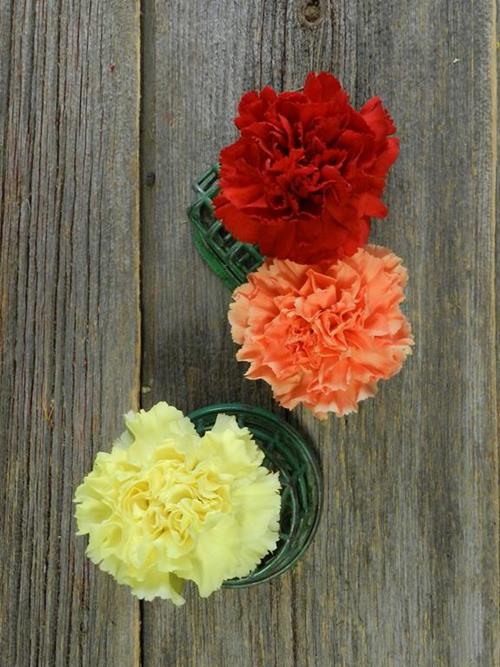 FALL COLOR ASSORTED CARNATIONS